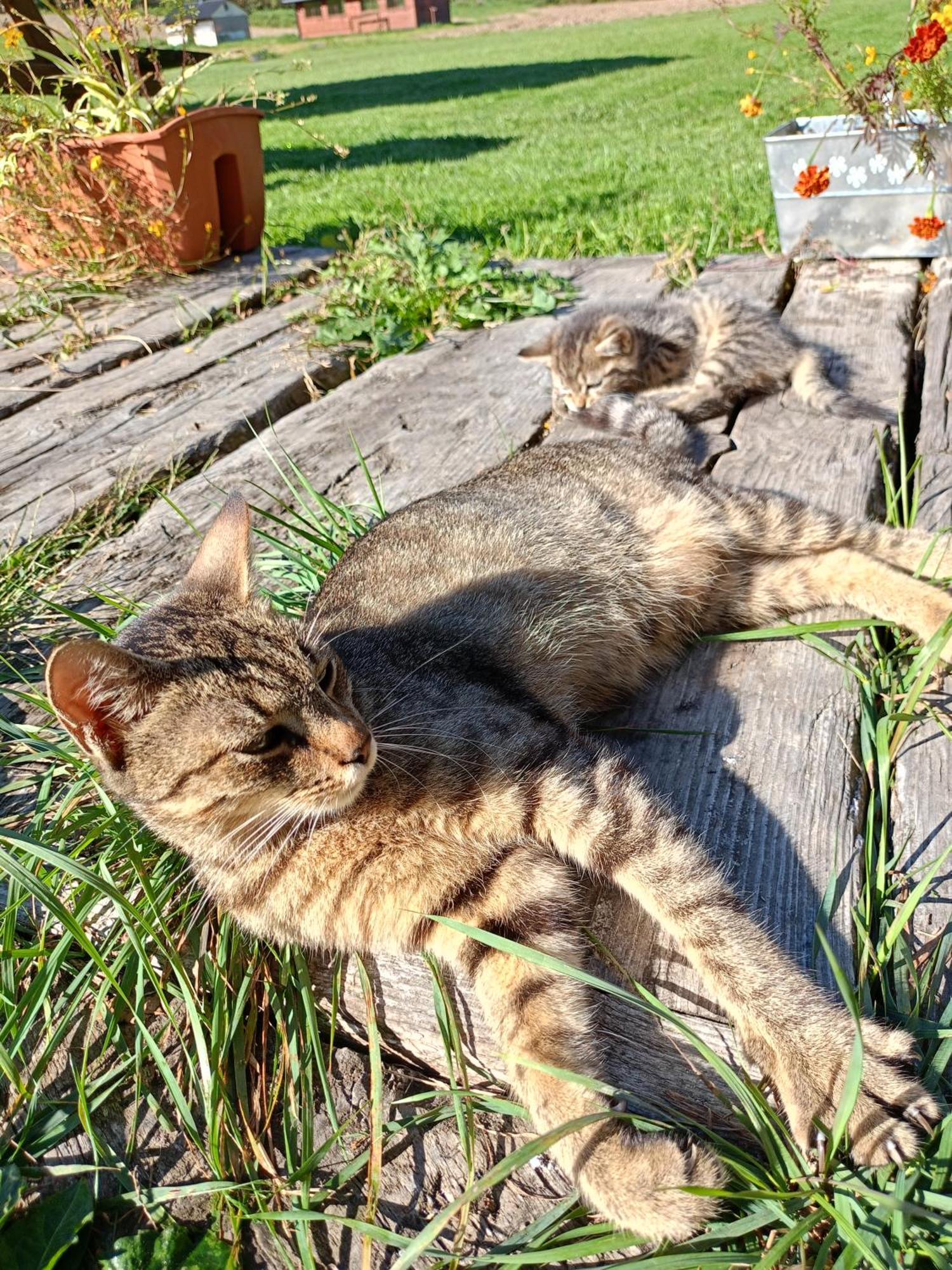 Gosciniec Na Stoku Pokoje 2,3,4 Osobowe, Cisza, Spokoj, Widok Na Stok Narciarski, Lasy, Laki Bobliwo Exterior foto